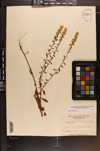 Solidago pulverulenta image