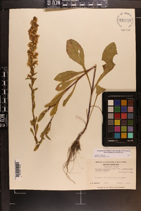 Solidago pulverulenta image