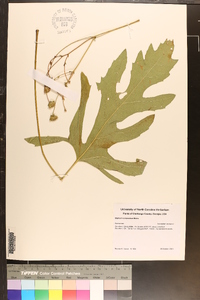 Silphium compositum image