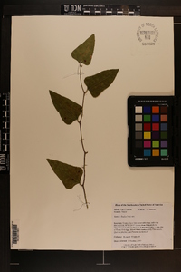 Smilax bona-nox image