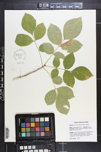 Fraxinus biltmoreana image