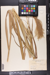 Miscanthus sinensis image