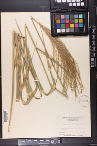 Miscanthus sinensis image