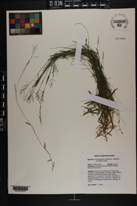 Dichanthelium ensifolium image