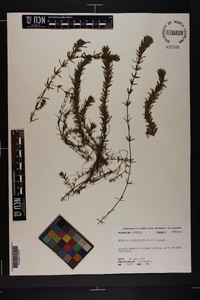 Hydrilla verticillata image