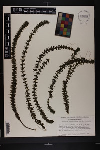 Hydrilla verticillata image