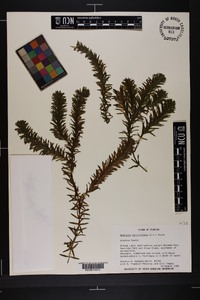 Hydrilla verticillata image