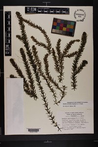 Hydrilla verticillata image