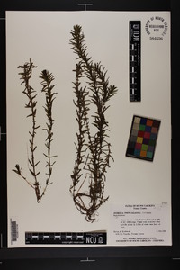 Hydrilla verticillata image