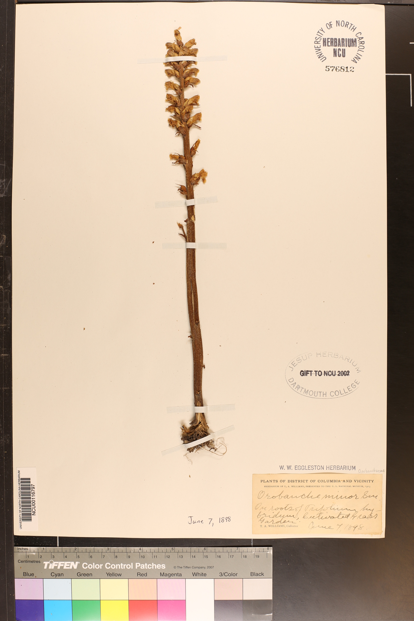 Orobanche minor image