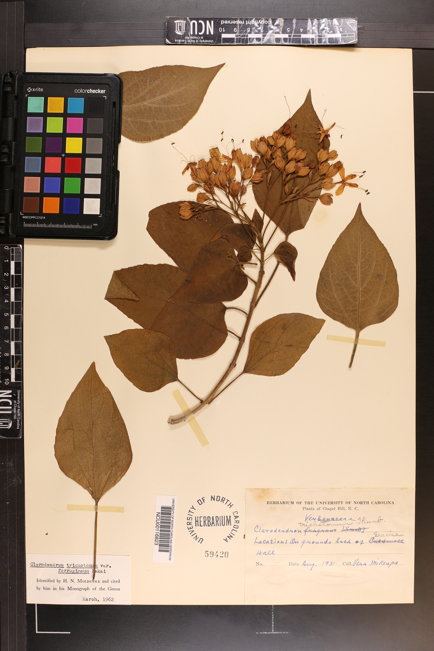 Clerodendrum trichotomum var. ferrugineum image