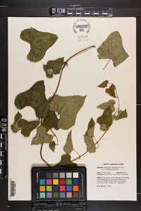 Dioscorea polystachya image