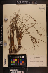 Cyperus echinatus image