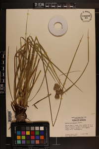 Cyperus entrerianus image
