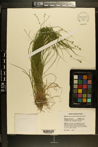 Carex radiata image