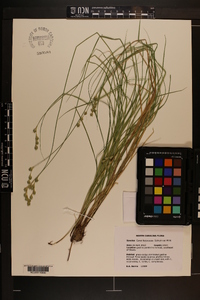 Carex festucacea image