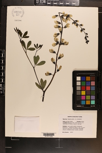 Baptisia alba image