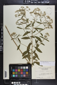 Eupatorium semiserratum image