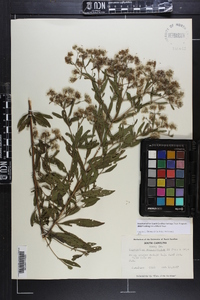 Eupatorium semiserratum image