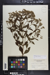 Eupatorium semiserratum image