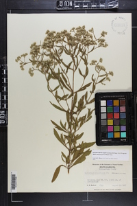 Eupatorium semiserratum image