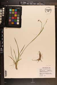 Sisyrinchium nashii image