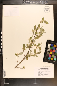 Elaeagnus umbellata image