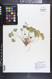 Geranium molle image