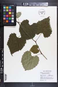 Vitis cinerea var. baileyana image