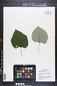 Tilia americana var. heterophylla image