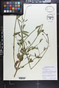 Verbena brasiliensis image