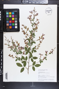 Lespedeza bicolor image