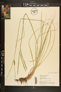 Paspalum notatum image