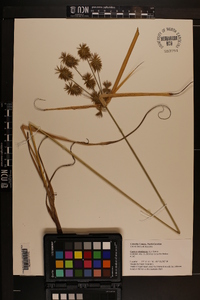 Cyperus retrofractus image