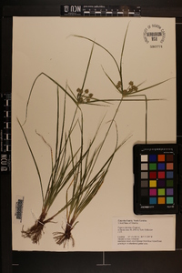 Cyperus retrorsus image