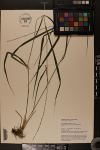Chasmanthium laxum image