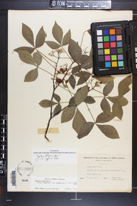 Ptelea trifoliata var. baldwinii image