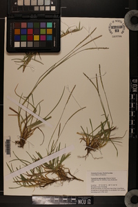 Eremochloa ophiuroides image