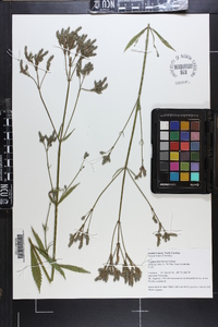 Verbena brasiliensis image