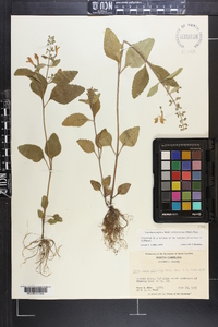 Scutellaria elliptica var. hirsuta image