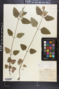 Scutellaria elliptica image