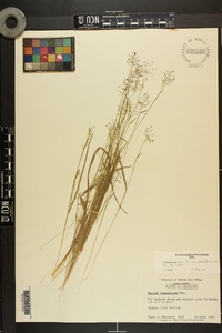 Dichanthelium ensifolium image