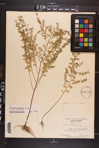 Phyllanthus caroliniensis subsp. caroliniensis image