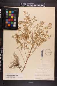 Phyllanthus caroliniensis subsp. caroliniensis image