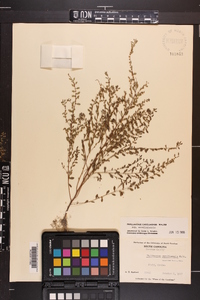 Phyllanthus caroliniensis subsp. caroliniensis image