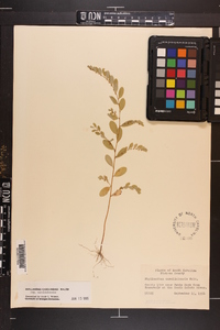 Phyllanthus caroliniensis image