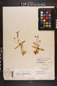 Phyllanthus pentaphyllus subsp. pentaphyllus image