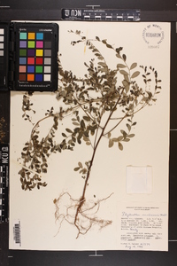 Phyllanthus caroliniensis image