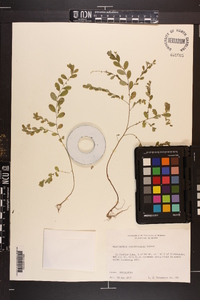 Phyllanthus caroliniensis image