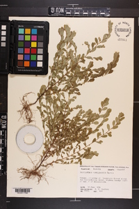 Phyllanthus caroliniensis image